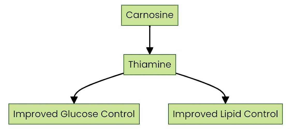 carnosine supplement