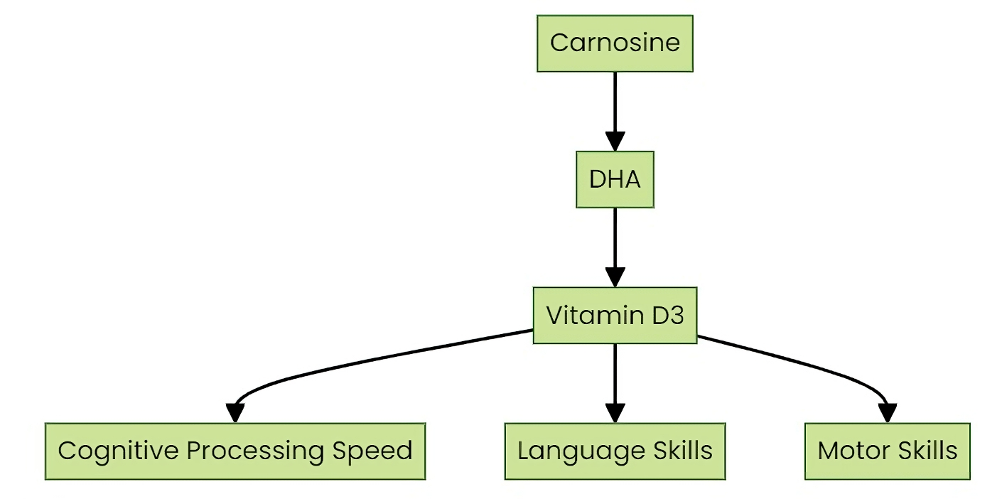 carnosine supplement